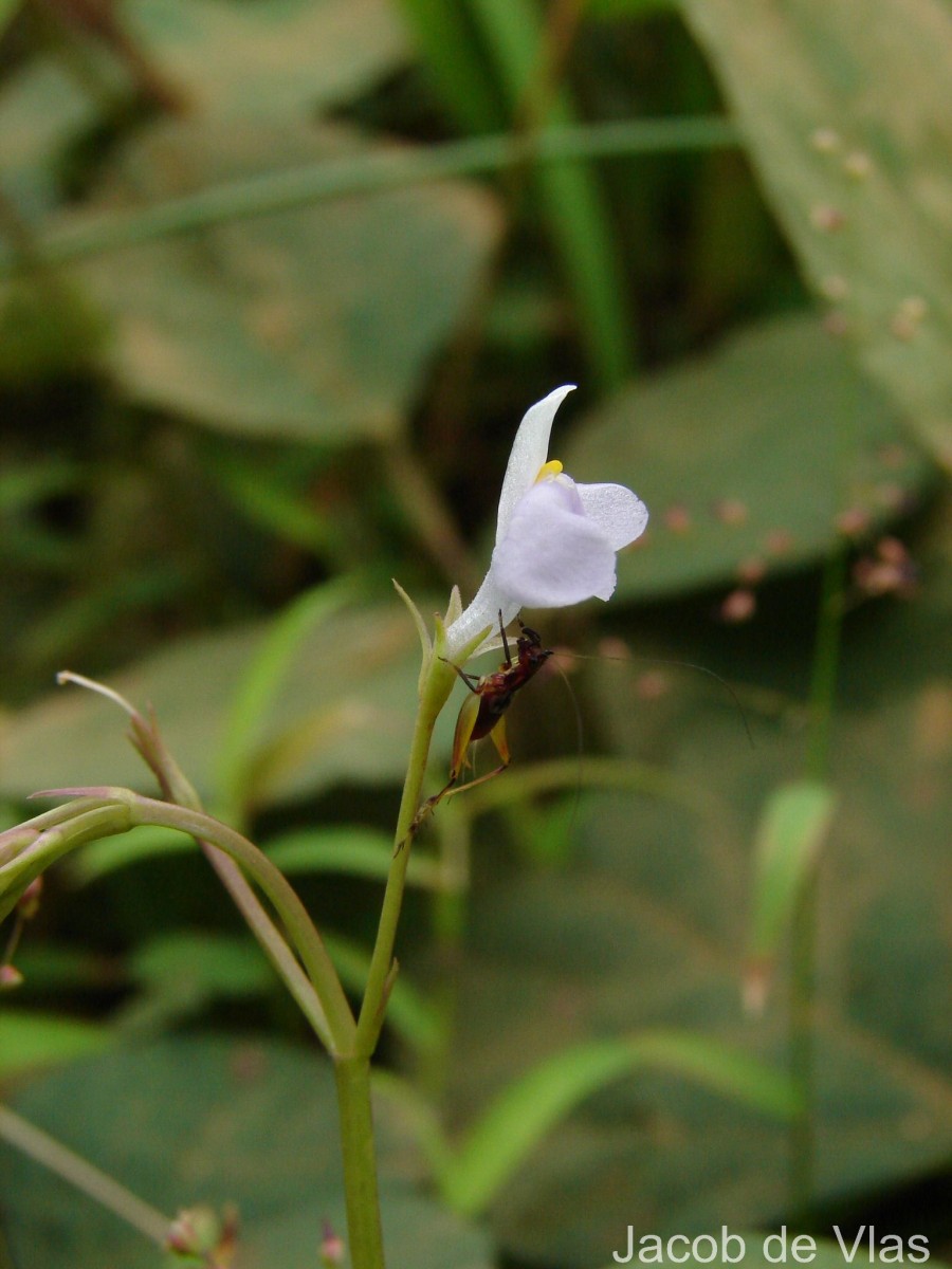 Bonnaya antipoda (L.) Druce